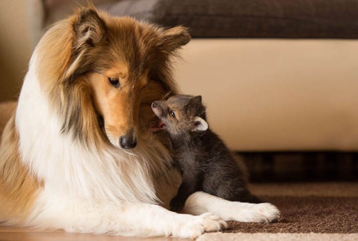 子ぎつねと犬