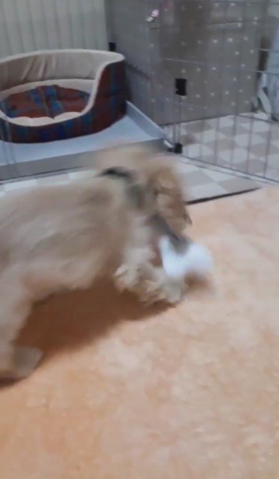 噛み犬だったことが嘘のよう