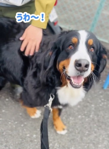 笑顔で見つめる犬