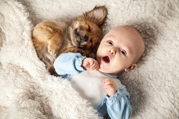 一緒に眠る犬と赤ちゃん