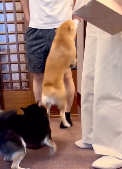 飛びつく犬