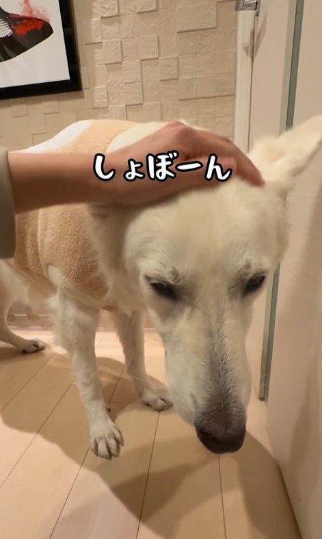 れお君の表情の変化4