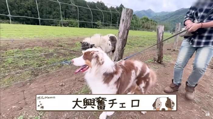 大興奮のガルチェロちゃん