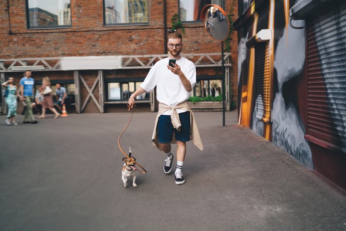 スマホ見ながら散歩、テリア