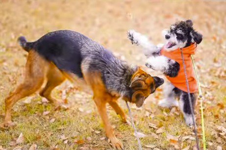 大型犬に飛びつこうとする犬