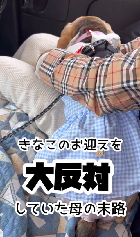 きなこちゃんとお母さん
