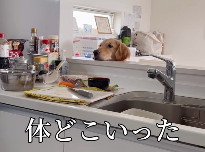 カウンターに顎を乗せる犬