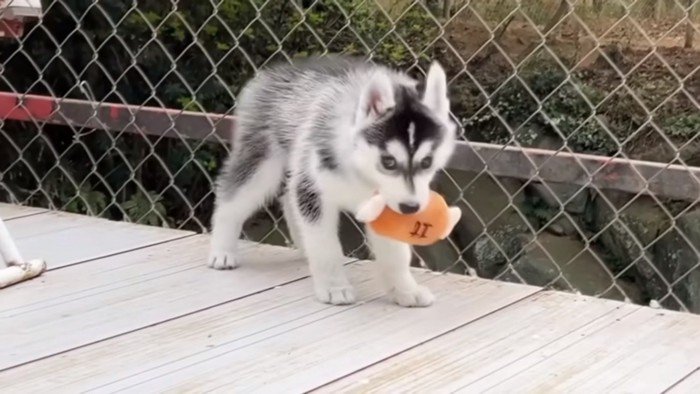 おもちゃをくわえる子犬