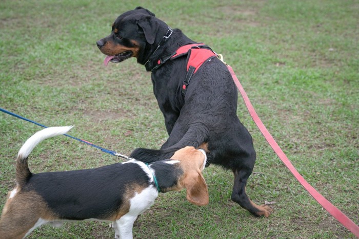 お尻を嗅いで犬のあいさつ