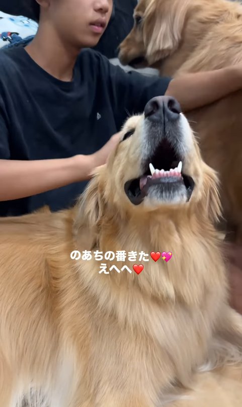 撫でてもらう大型犬