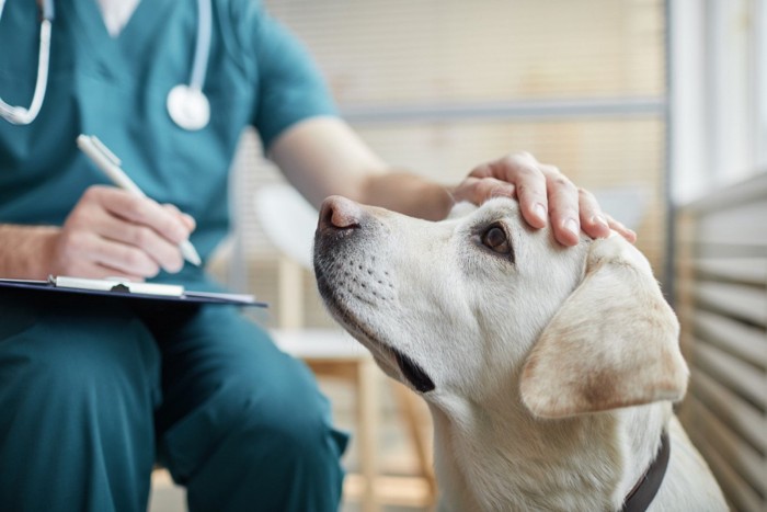 獣医師になでられながら診察を受ける犬