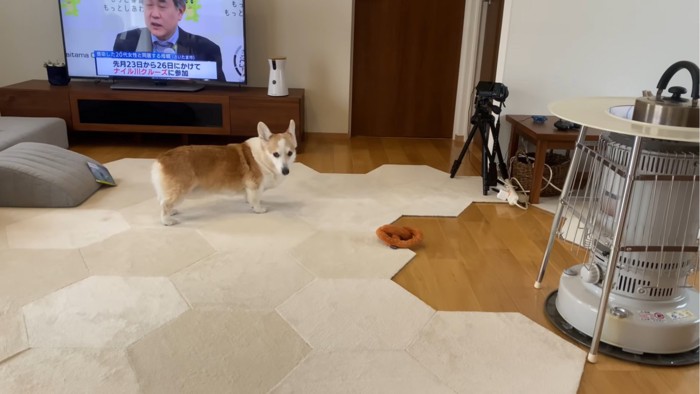 そわそわする犬