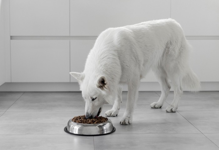 食器からフードを食べているホワイト・スイス・シェパード