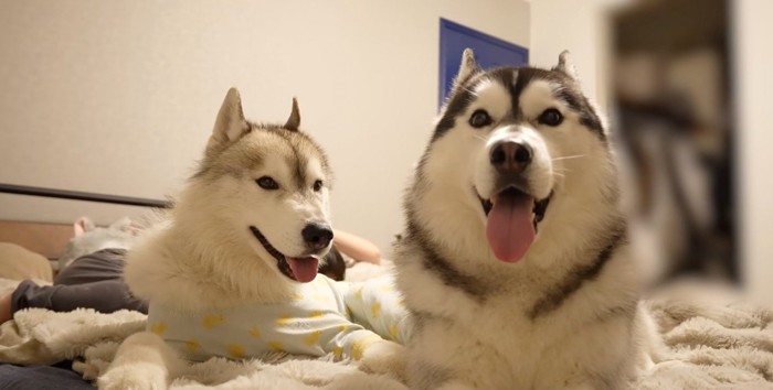 ベッドの上に座るシルバーのハスキー犬と黒いハスキー犬