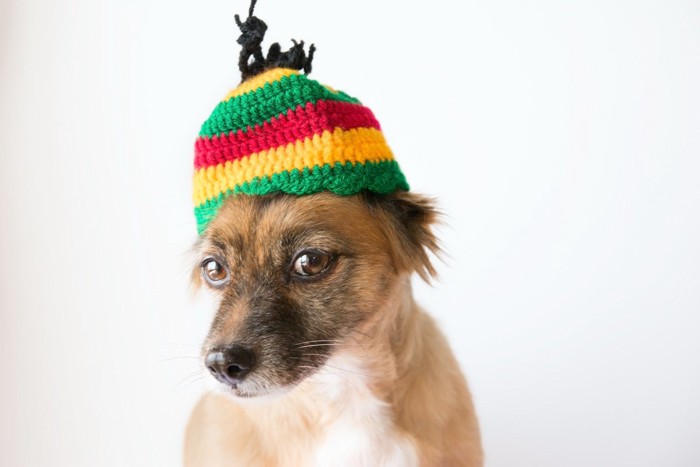 レゲエ帽を被る犬