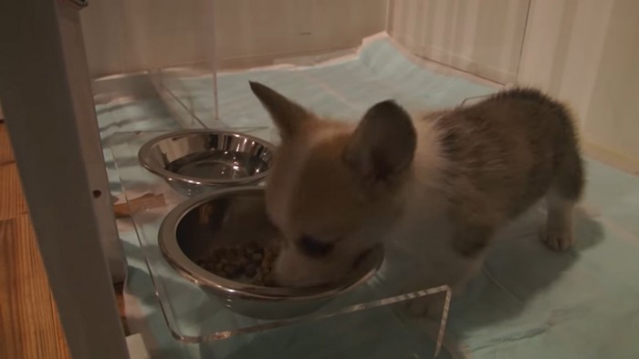 ご飯を食べる犬