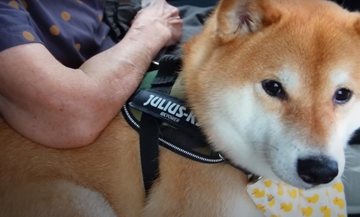 車に乗る犬と人