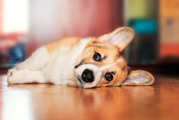 床に横になる犬