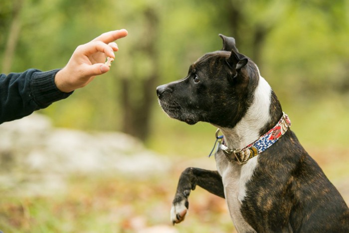 トレーニング中、トリーツを見る犬