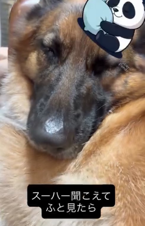 眠る犬1