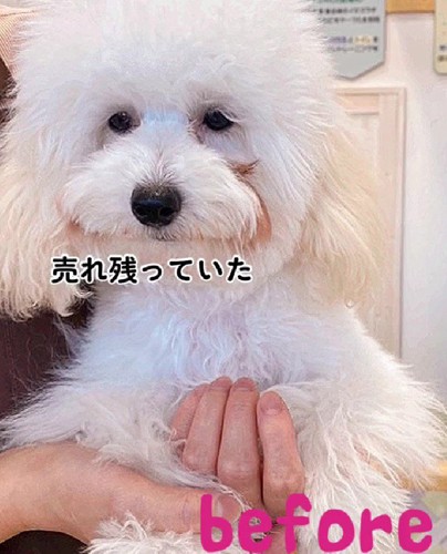 トイプードルのあられちゃん