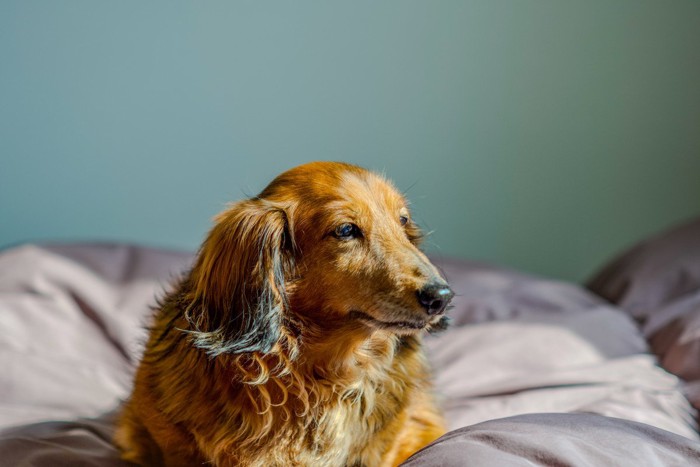 茶のダックスの老犬
