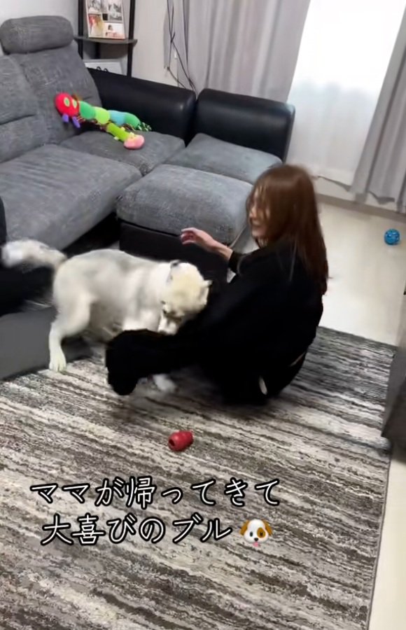 ママにじゃれるブル君