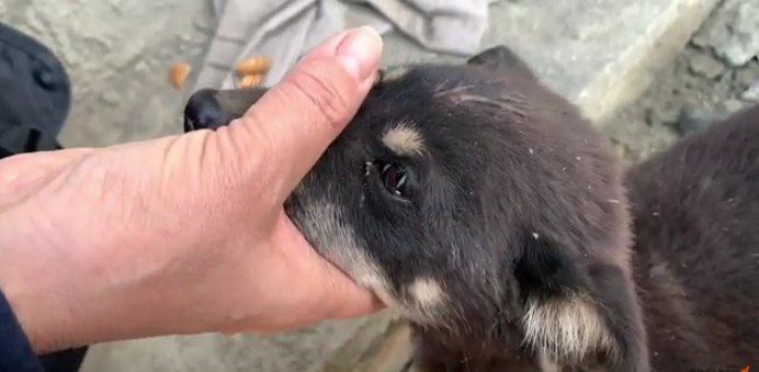 撫でられる子犬