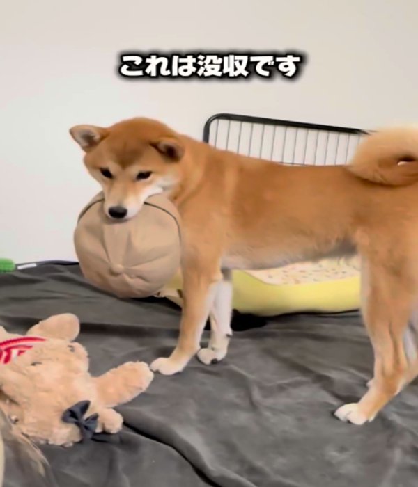帽子をくわえる犬2