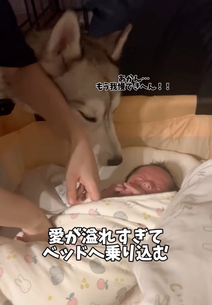 ベッドに乗り込もうとする大型犬