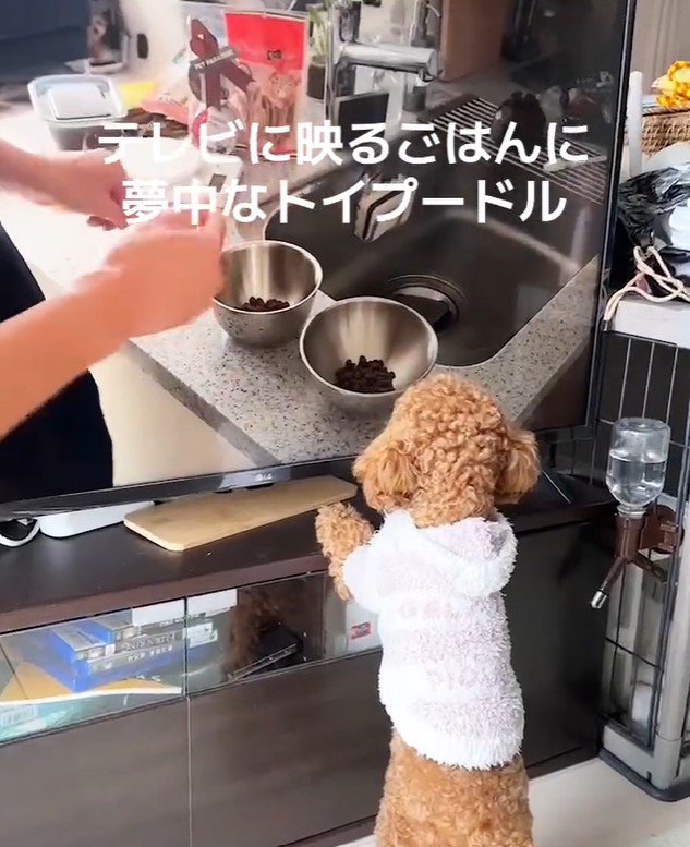 テレビに映るご飯に夢中のおもちちゃん2