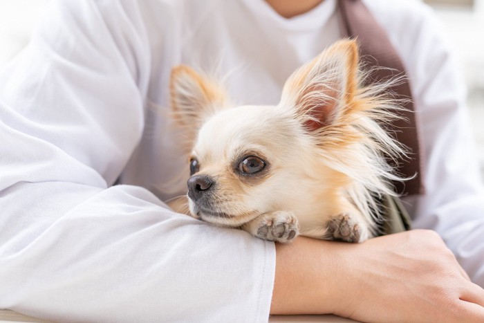 飼い主に抱きかかえられている犬