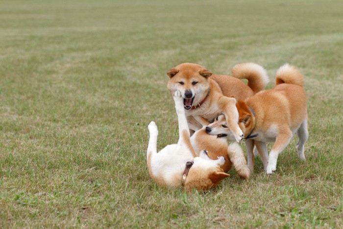 じゃれ合う3柴犬
