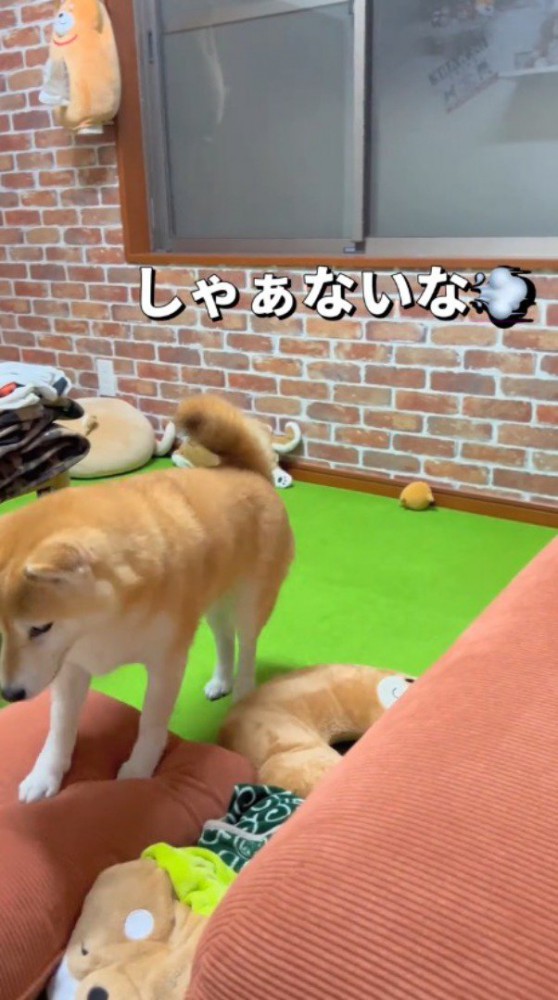 飼い主の方へ近づいてくる犬