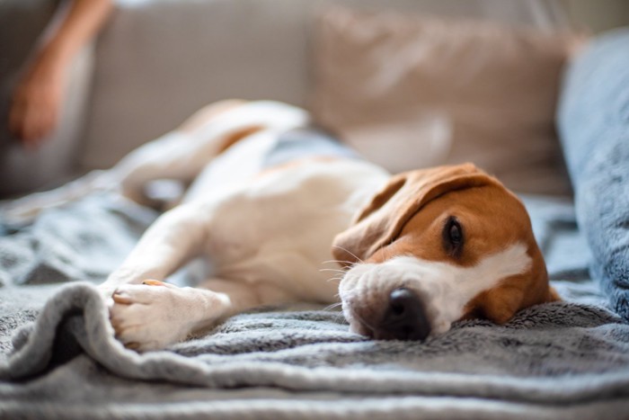 眠そうに横たわる犬
