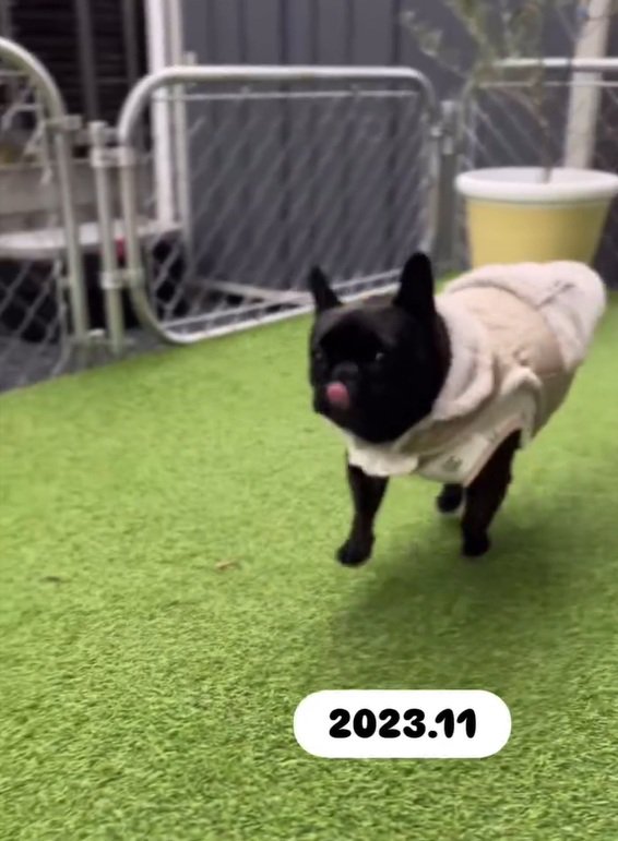 走るあずきちゃん