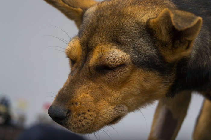 アナフィラキシーで顔が腫れた犬