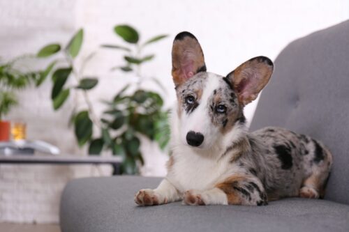 ソファに座るウェルシュ・コーギー・カーディガン