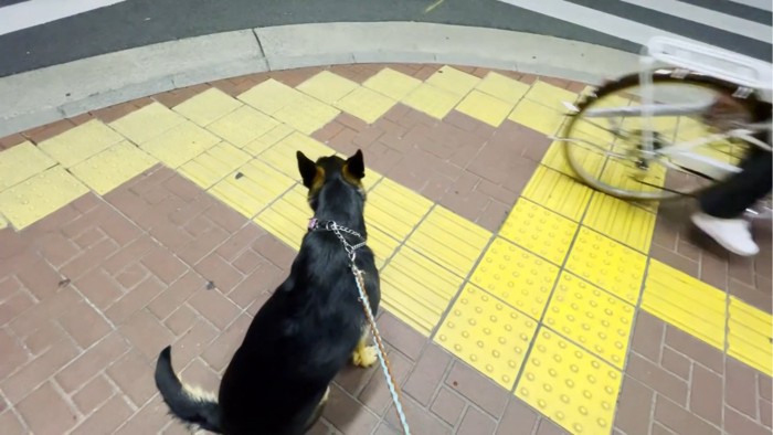 自転車を見送る犬