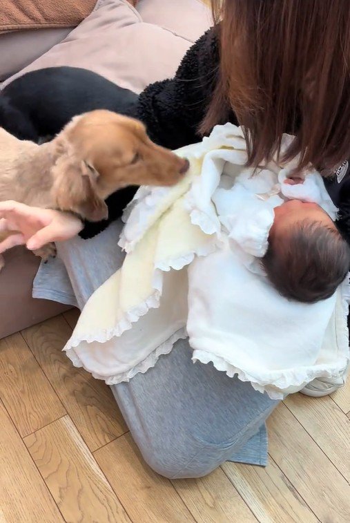 赤ちゃんとワンコ2匹の初対面3