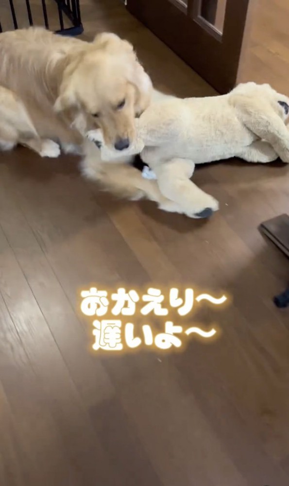 ぬいぐるみを持ってきた