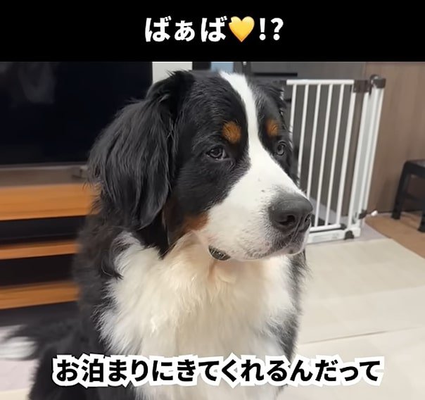 遠くを見る犬