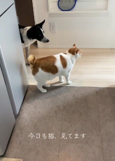 猫さんに着いて回るくろごまちゃん