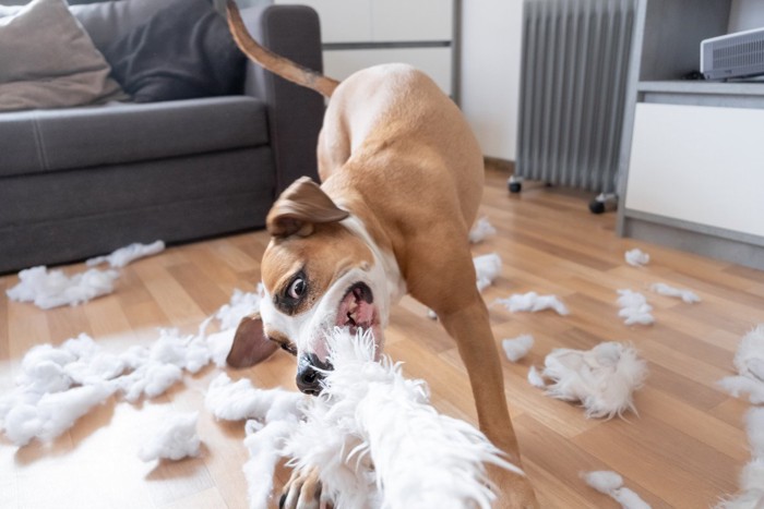 破壊行動をしている犬