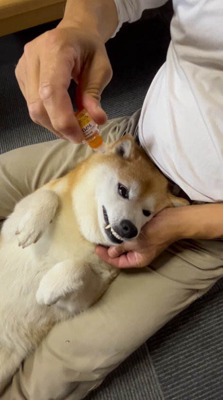 犬の目に目薬を落とす飼い主