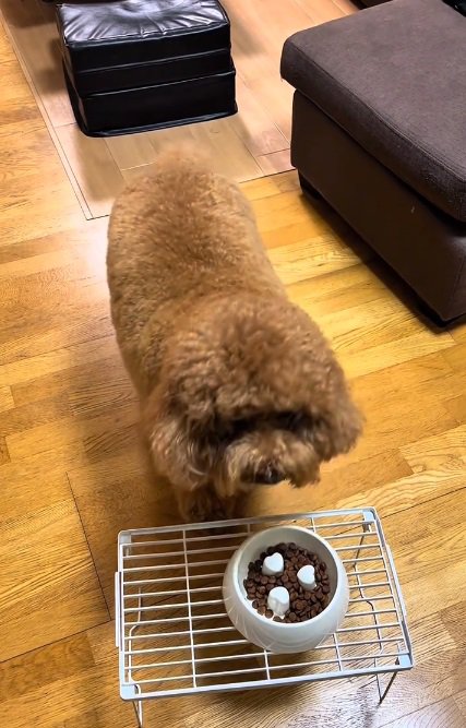 やっぱり食べないいっきゅうくん