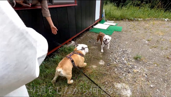 庭を探索する2匹の犬