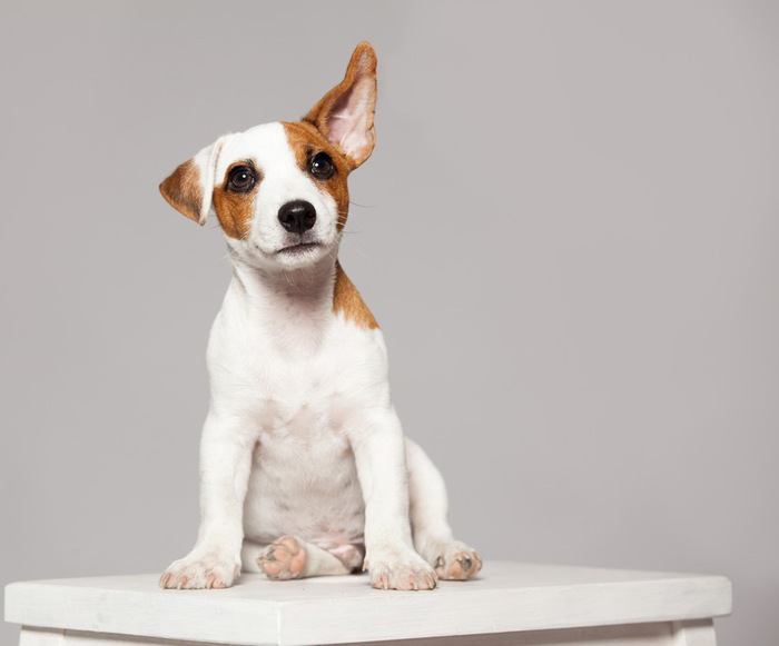 片耳をあげるジャックラッセルの子犬