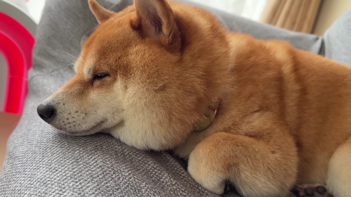 のんびりと満喫するうにくん