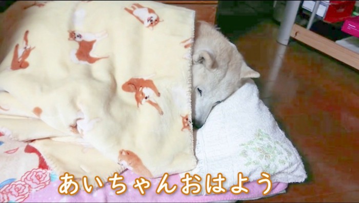 布団の中に入って眠っている犬